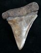 Fossil Mako Tooth - Georgia River Find #9500-1